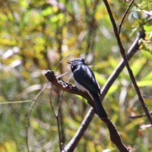 Myiagra rubecula at Alpine, NSW - 14 Oct 2022