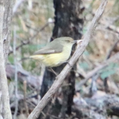 Acanthiza reguloides (Buff-rumped Thornbill) at Wingecarribee Local Government Area - 7 Sep 2022 by JanHartog