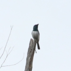 Myiagra rubecula (Leaden Flycatcher) at Wingecarribee Local Government Area - 13 Oct 2022 by JanHartog