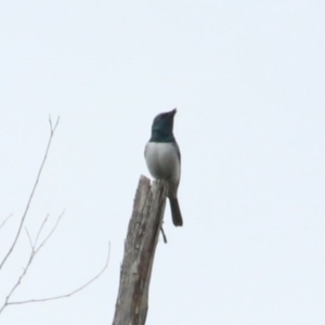 Myiagra rubecula at Alpine, NSW - 13 Oct 2022