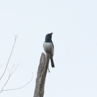 Myiagra rubecula (Leaden Flycatcher) at Upper Nepean - 12 Oct 2022 by JanHartog