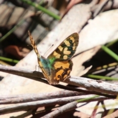 Argynnina cyrila (Forest brown, Cyril's brown) at Upper Nepean - 13 Oct 2022 by JanHartog