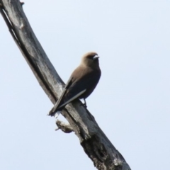 Artamus cyanopterus cyanopterus (Dusky Woodswallow) at Alpine - 28 Sep 2022 by JanHartog