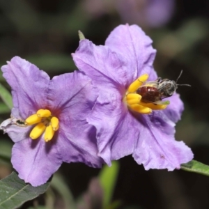 Lasioglossum (Parasphecodes) sp. (genus & subgenus) at Acton, ACT - 30 Oct 2022