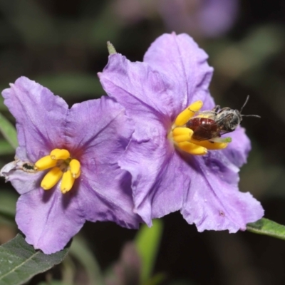 Lasioglossum (Parasphecodes) sp. (genus & subgenus) (Halictid bee) at Acton, ACT - 29 Oct 2022 by TimL