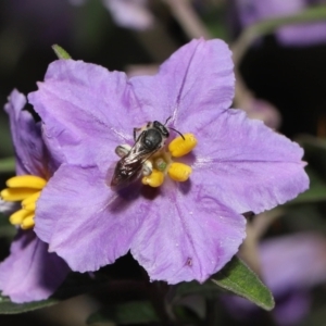 Lasioglossum (Parasphecodes) sp. (genus & subgenus) at Acton, ACT - 30 Oct 2022