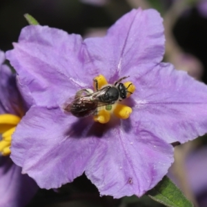 Lasioglossum (Parasphecodes) sp. (genus & subgenus) at Acton, ACT - 30 Oct 2022