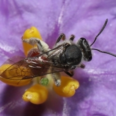 Lasioglossum (Parasphecodes) sp. (genus & subgenus) at Acton, ACT - 30 Oct 2022