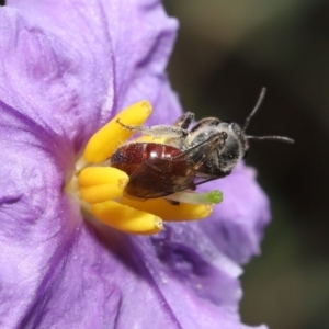 Lasioglossum (Parasphecodes) sp. (genus & subgenus) at Acton, ACT - 30 Oct 2022