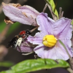 Lasioglossum (Callalictus) callomelittinum (Halictid bee) at Acton, ACT - 30 Oct 2022 by TimL