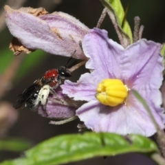 Lasioglossum (Callalictus) callomelittinum (Halictid bee) at ANBG - 29 Oct 2022 by TimL