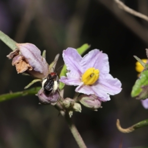 Lasioglossum (Callalictus) callomelittinum at Acton, ACT - 30 Oct 2022