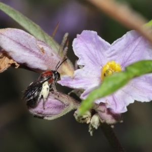 Lasioglossum (Callalictus) callomelittinum at Acton, ACT - 30 Oct 2022