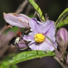 Lasioglossum (Callalictus) callomelittinum at Acton, ACT - 30 Oct 2022