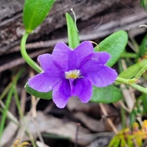 Dampiera stricta at Nambucca Heads, NSW - 30 Oct 2022