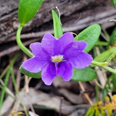 Dampiera stricta (Blue Dampiera) at Nambucca Heads, NSW - 30 Oct 2022 by trevorpreston