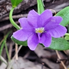 Dampiera stricta at Nambucca Heads, NSW - 30 Oct 2022