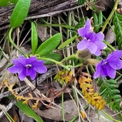 Dampiera stricta at Nambucca Heads, NSW - 30 Oct 2022