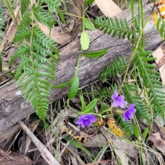 Dampiera stricta at Nambucca Heads, NSW - 30 Oct 2022