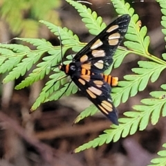 Unidentified Tiger moth (Arctiinae) at Nambucca Heads, NSW - 30 Oct 2022 by trevorpreston