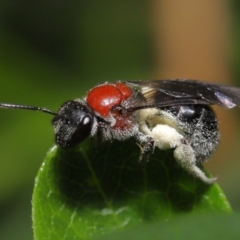 Lasioglossum (Callalictus) callomelittinum (Halictid bee) at Acton, ACT - 29 Oct 2022 by TimL