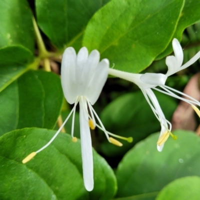 Lonicera japonica (Japanese Honeysuckle) at Nambucca Heads, NSW - 30 Oct 2022 by trevorpreston