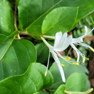 Lonicera japonica at Nambucca Heads, NSW - 30 Oct 2022