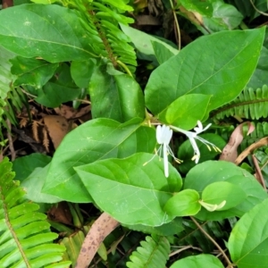 Lonicera japonica at Nambucca Heads, NSW - 30 Oct 2022