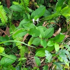 Lonicera japonica at Nambucca Heads, NSW - 30 Oct 2022