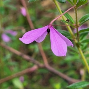 Tetratheca thymifolia at Nambucca Heads, NSW - 30 Oct 2022