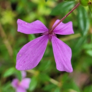 Tetratheca thymifolia at Nambucca Heads, NSW - 30 Oct 2022