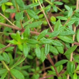 Tetratheca thymifolia at Nambucca Heads, NSW - 30 Oct 2022