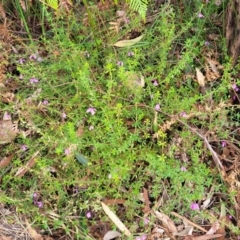 Tetratheca thymifolia at Nambucca Heads, NSW - 30 Oct 2022 05:31 PM