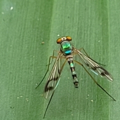 Unidentified Long-legged Fly (Dolichopodidae) at Nambucca Heads, NSW - 30 Oct 2022 by trevorpreston