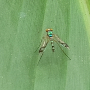 Heteropsilopus ingenuus at Nambucca Heads, NSW - 30 Oct 2022 04:51 PM