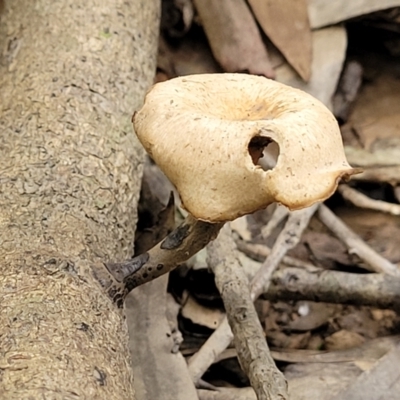 Unidentified Polypore - Non-fleshy texture, stem central or lateral  at Nambucca Heads, NSW - 30 Oct 2022 by trevorpreston