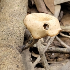 Unidentified Polypore - Non-fleshy texture, stem central or lateral  (TBC) at - 30 Oct 2022 by trevorpreston
