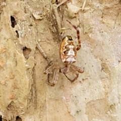 Plebs eburnus (Eastern bush orb-weaver) at Nambucca Heads, NSW - 30 Oct 2022 by trevorpreston