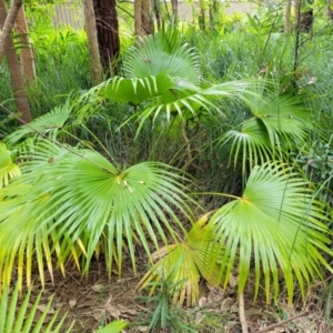 Livistona australis at Nambucca Heads, NSW - suppressed