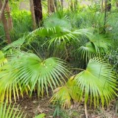Livistona australis (Australian Cabbage Palm) at Nambucca Heads, NSW - 30 Oct 2022 by trevorpreston