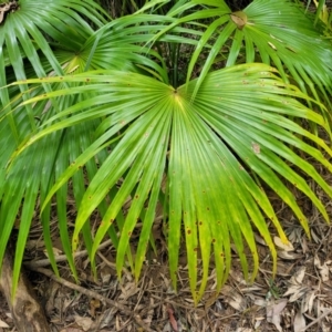 Livistona australis at Nambucca Heads, NSW - suppressed