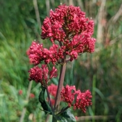 Centranthus ruber (Red Valerian, Kiss-me-quick, Jupiter's Beard) at Watson, ACT - 30 Oct 2022 by sbittinger