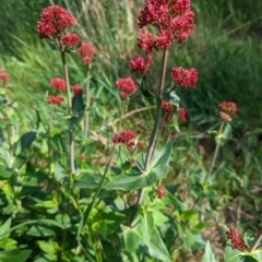 Centranthus ruber at Watson, ACT - 30 Oct 2022