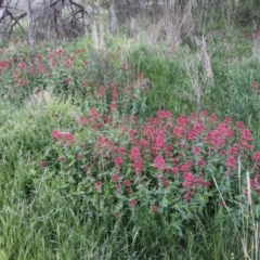 Centranthus ruber at Watson, ACT - 30 Oct 2022