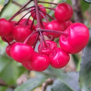 Ardisia crenata at Nambucca Heads, NSW - 30 Oct 2022