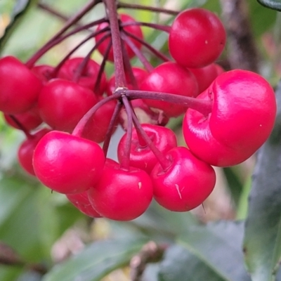 Ardisia crenata (Coral Berry) at Nambucca Heads, NSW - 30 Oct 2022 by trevorpreston