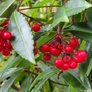 Ardisia crenata at Nambucca Heads, NSW - 30 Oct 2022