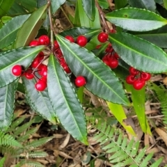 Ardisia crenata at Nambucca Heads, NSW - 30 Oct 2022