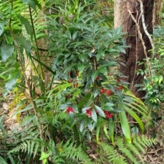 Ardisia crenata at Nambucca Heads, NSW - 30 Oct 2022 04:42 PM