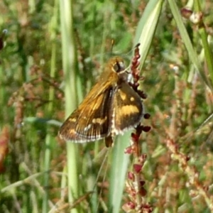 Taractrocera papyria at Googong, NSW - 30 Oct 2022